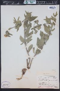 Helianthus pumilus image