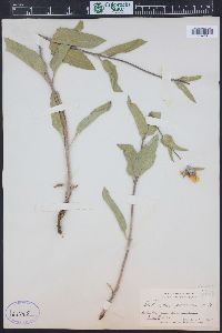 Helianthus pumilus image