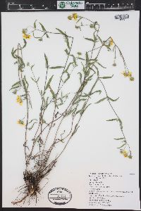 Heliomeris multiflora image