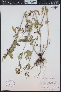 Heliomeris multiflora image