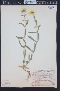 Heliomeris multiflora image