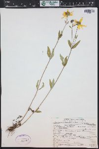 Heliomeris multiflora image