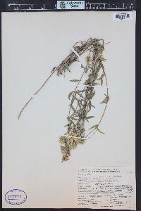 Heliomeris multiflora image