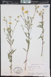 Heliomeris multiflora image