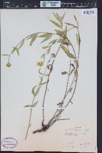 Heliomeris multiflora image