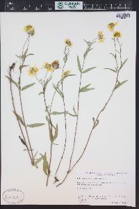 Heliomeris multiflora image