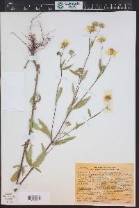 Heliomeris multiflora image