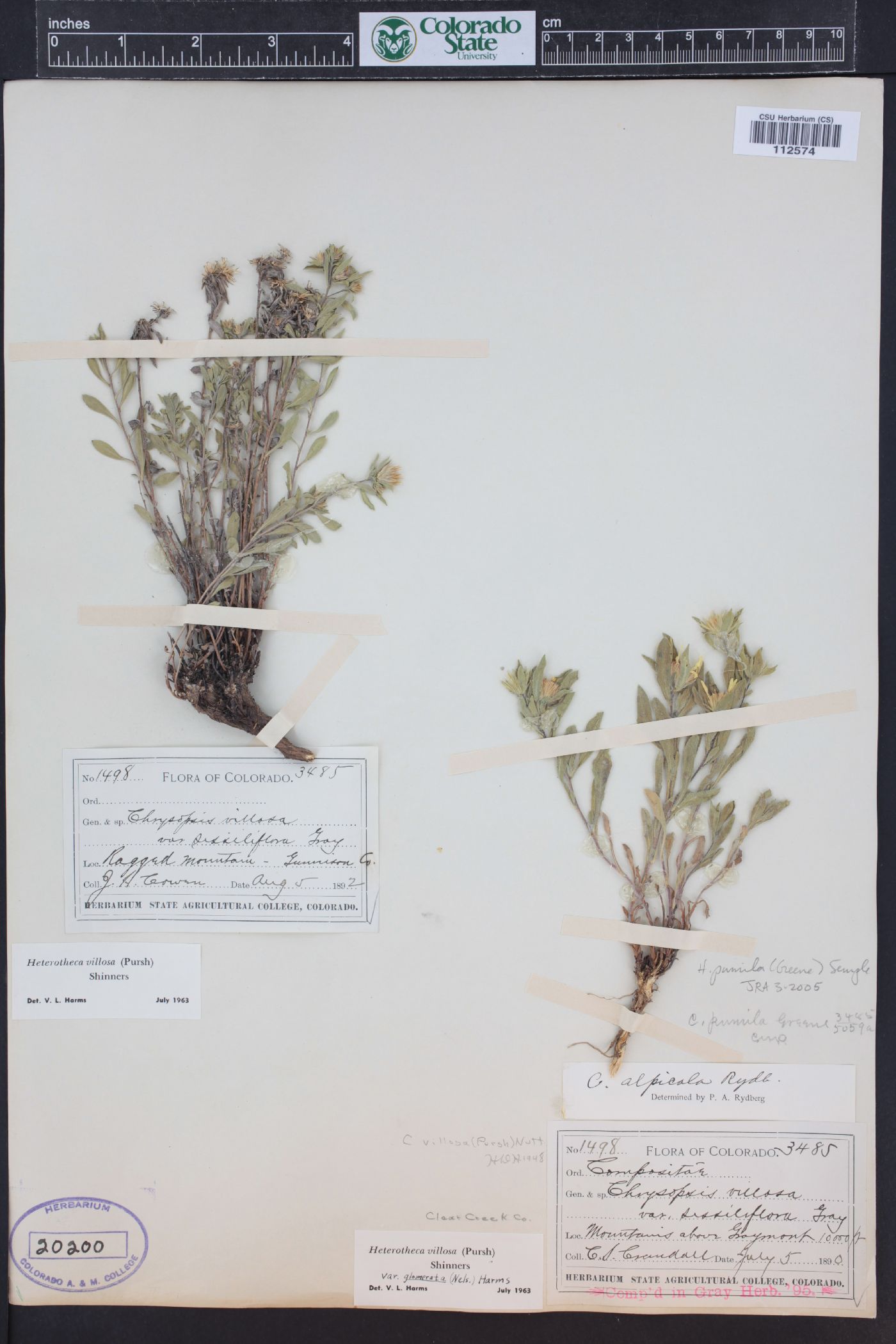 Heterotheca pumila image