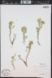 Heterotheca villosa var. foliosa image