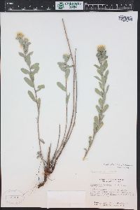 Heterotheca villosa var. foliosa image