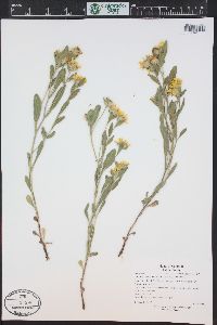 Heterotheca villosa var. foliosa image