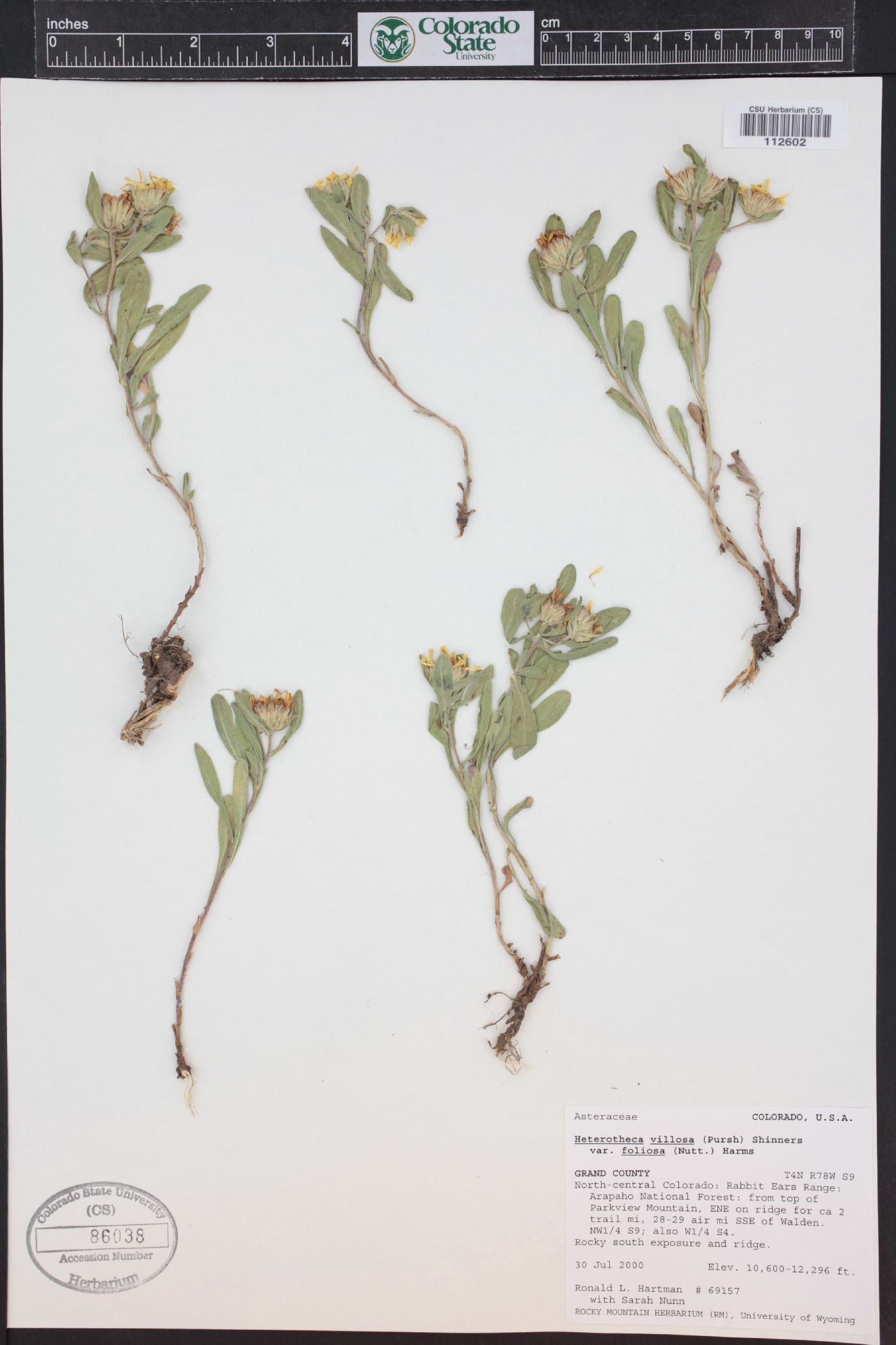 Heterotheca villosa var. foliosa image