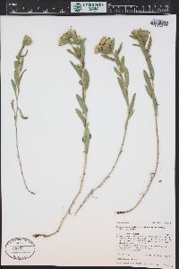 Heterotheca villosa var. foliosa image