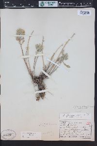 Heterotheca villosa var. foliosa image