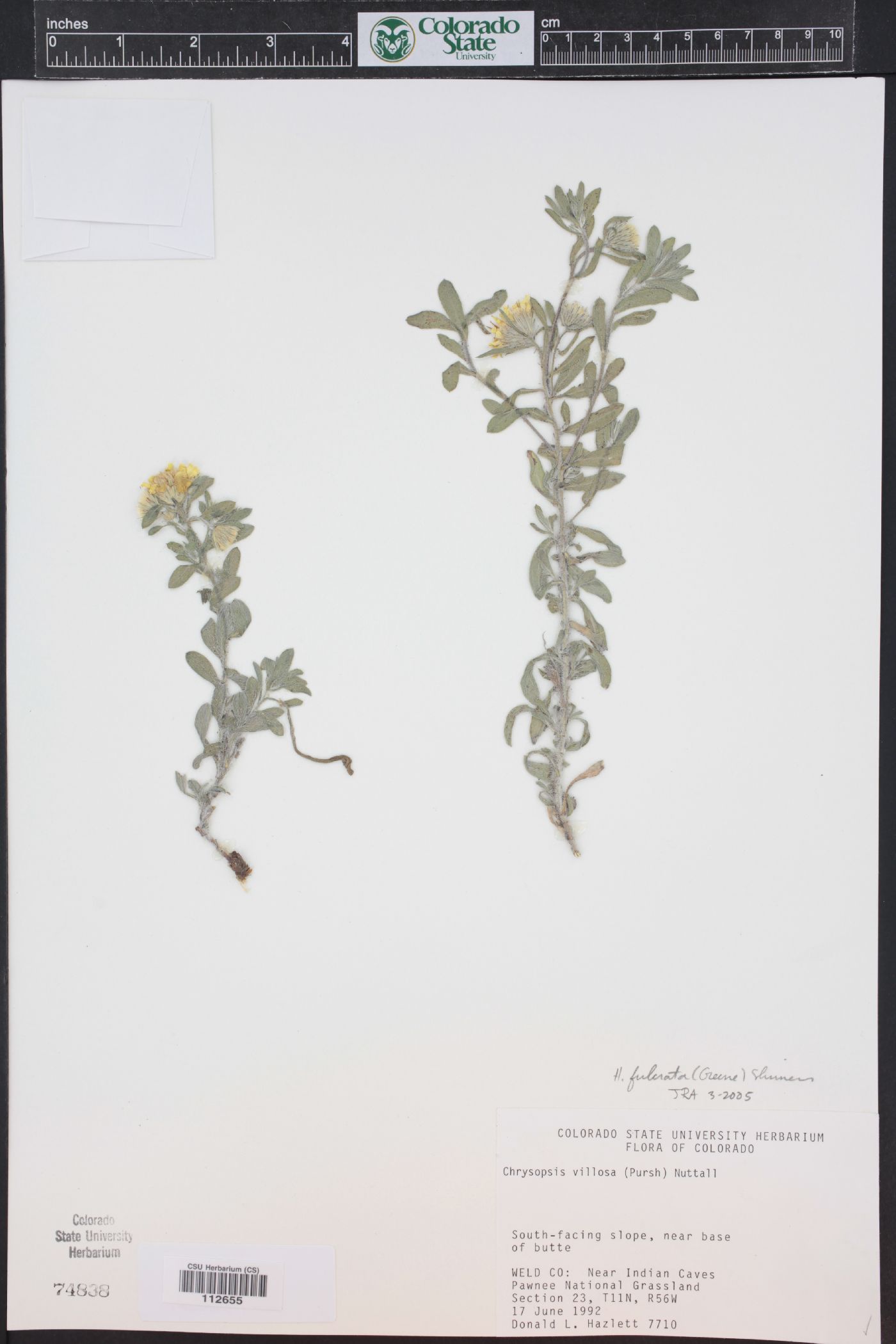 Heterotheca villosa var. foliosa image
