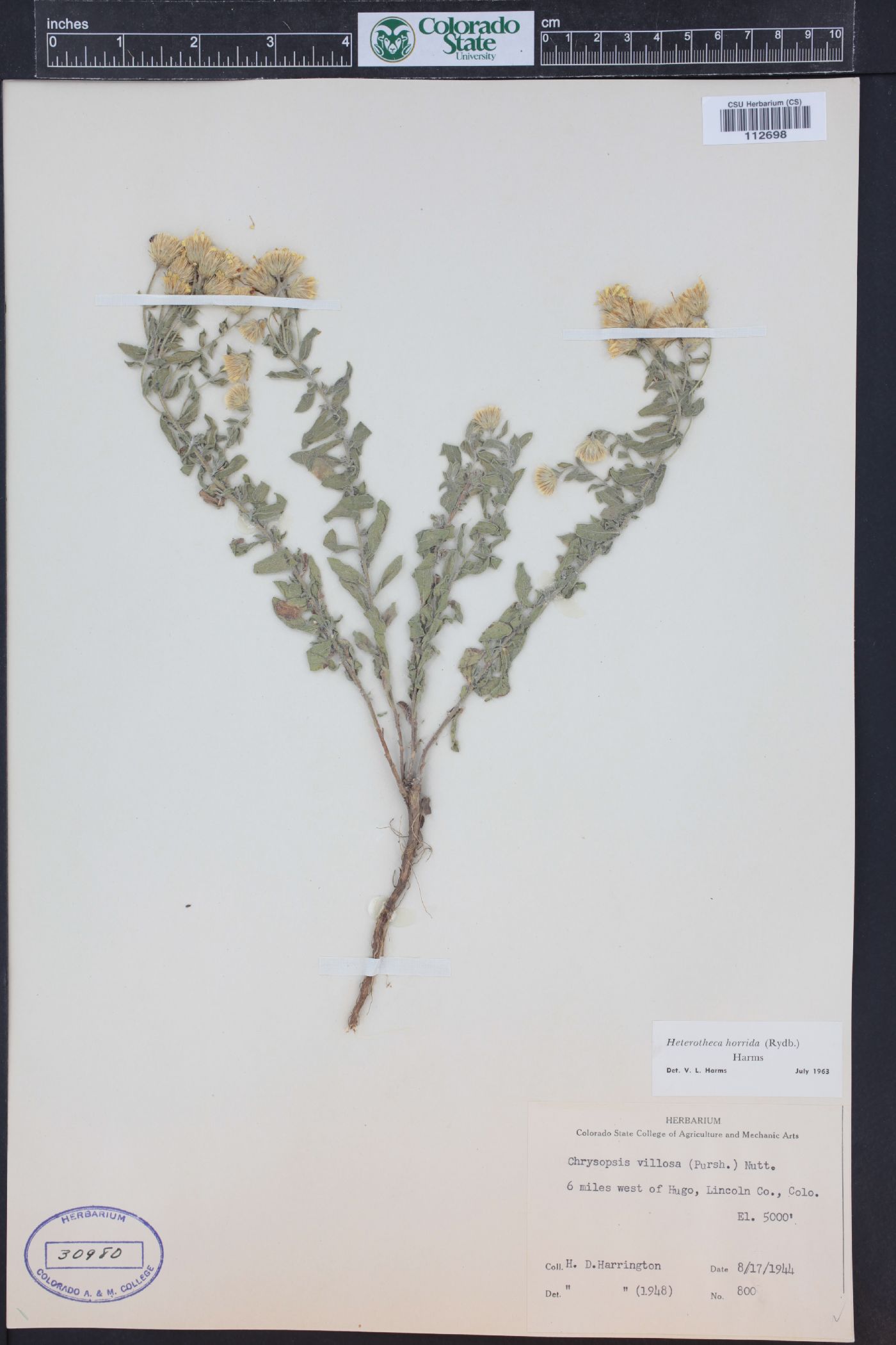 Heterotheca villosa var. nana image