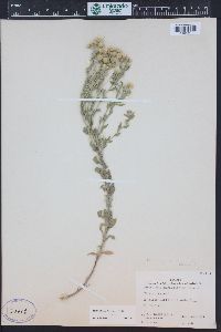 Heterotheca villosa var. nana image