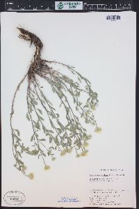 Heterotheca villosa var. pedunculata image