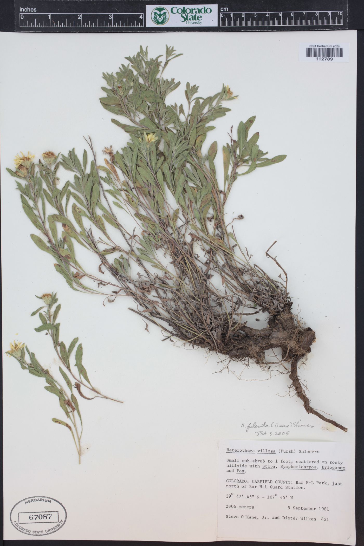 Heterotheca villosa var. foliosa image