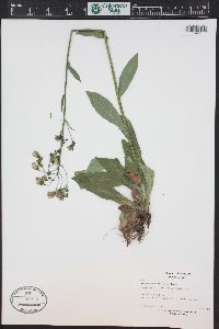 Hieracium albiflorum image