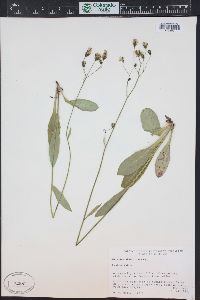 Hieracium albiflorum image