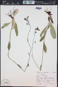 Hieracium albiflorum image