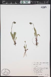 Hieracium triste image