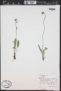 Hieracium triste image