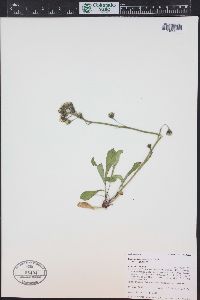 Hieracium triste image