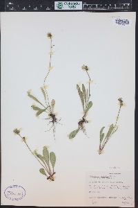 Hieracium triste image