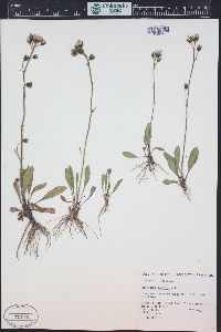 Hieracium triste image