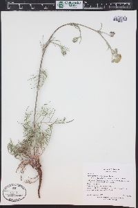 Hymenopappus filifolius var. polycephalus image