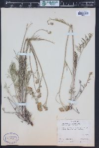 Hymenopappus filifolius image