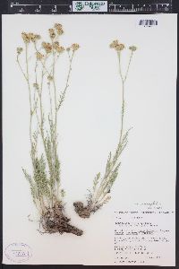 Hymenopappus filifolius var. megacephalus image