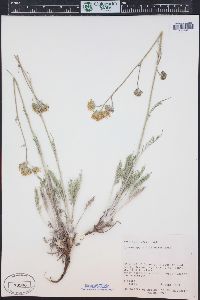 Hymenopappus filifolius image