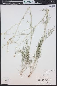 Hymenopappus filifolius image