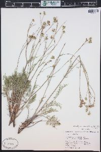 Hymenopappus filifolius var. pauciflorus image