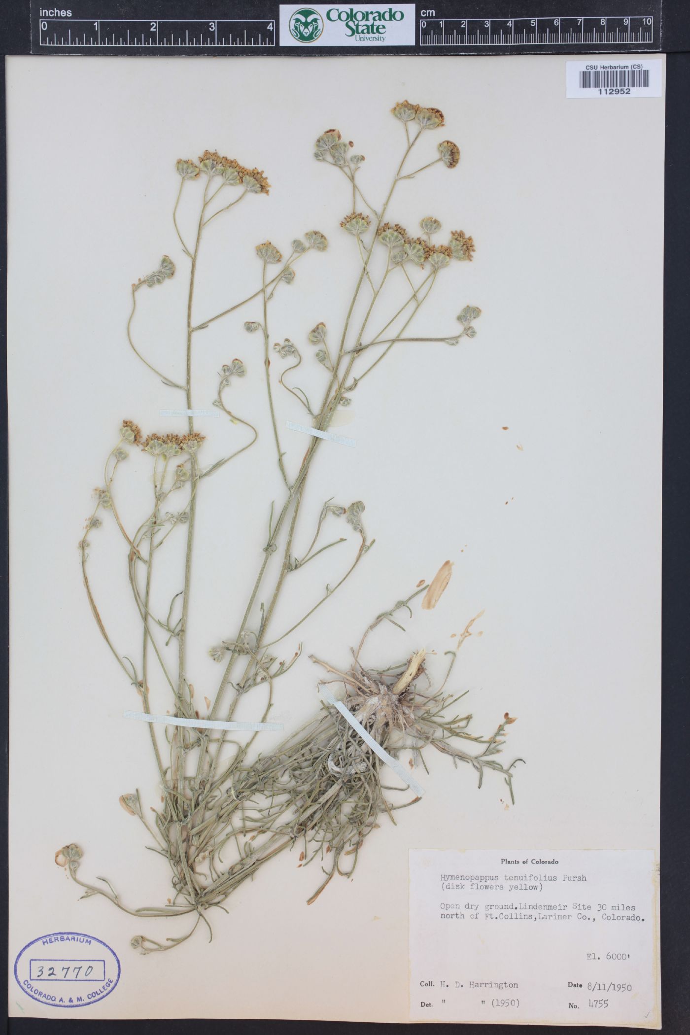 Hymenopappus tenuifolius image