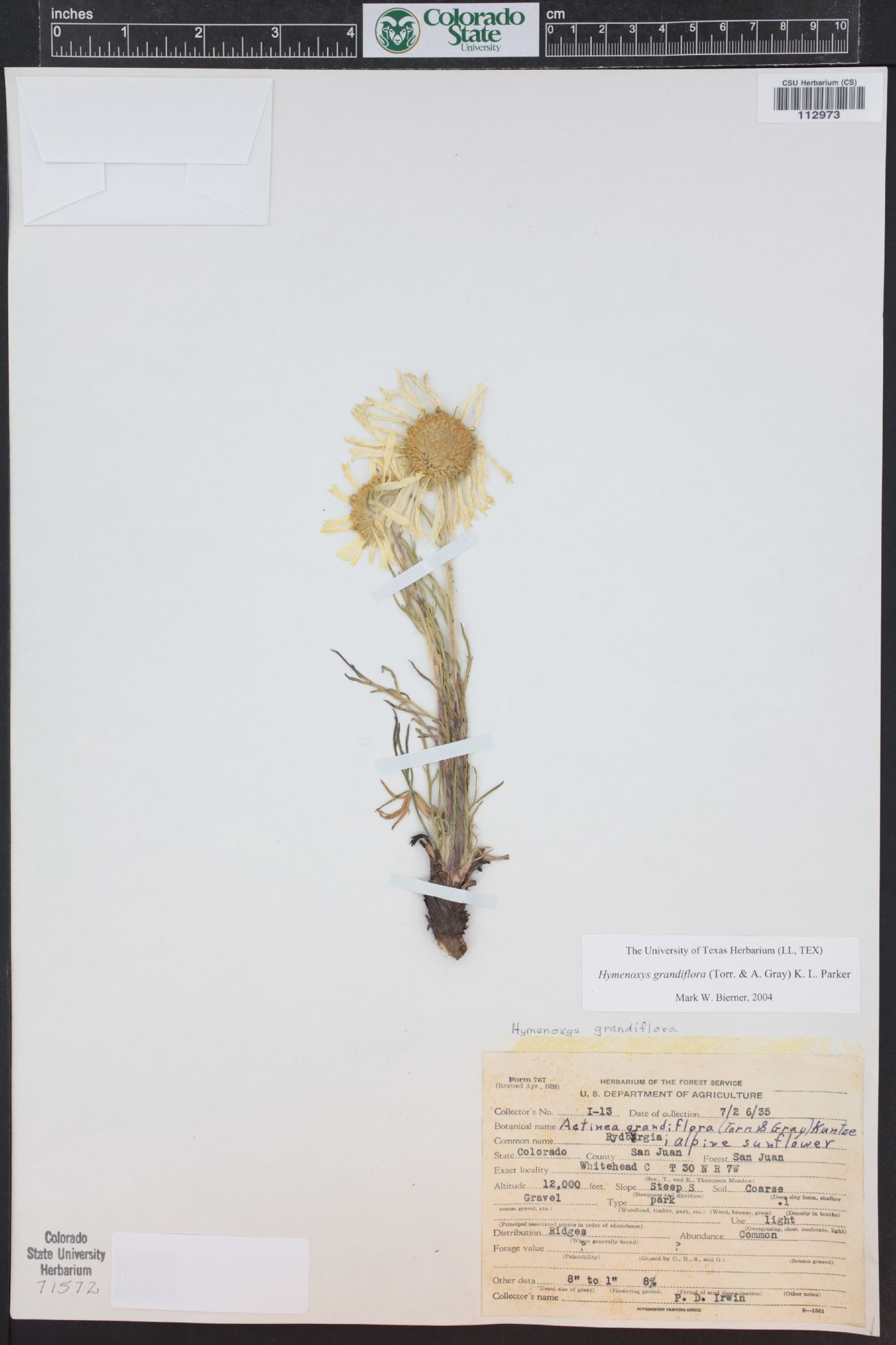 Hymenoxys grandiflora image