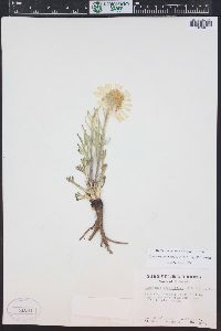 Hymenoxys grandiflora image