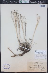 Hymenoxys richardsonii var. floribunda image