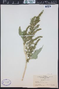 Cyclachaena xanthiifolia image