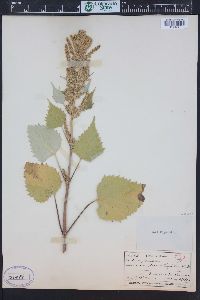 Cyclachaena xanthiifolia image