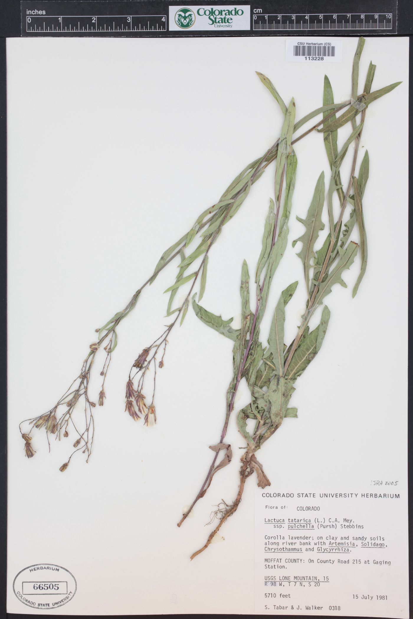 Lactuca tatarica image