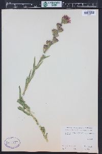 Liatris ligulistylis image