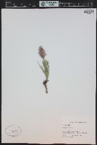 Liatris punctata image