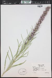 Liatris punctata image