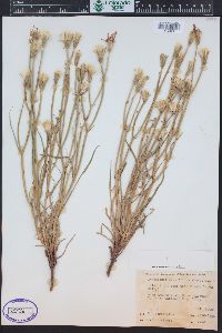 Lygodesmia grandiflora image