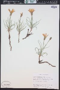 Lygodesmia grandiflora image