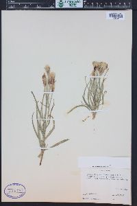 Lygodesmia grandiflora image